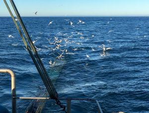 Seabirds following a fishing trawler at sea
